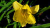Daylily yellow