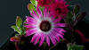 ceplant Flower