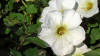 Petunia white